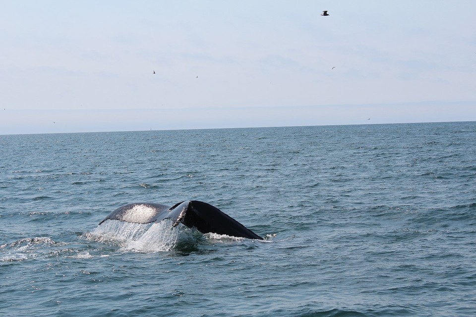 Walvis (2)
