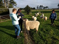 Schapen Els