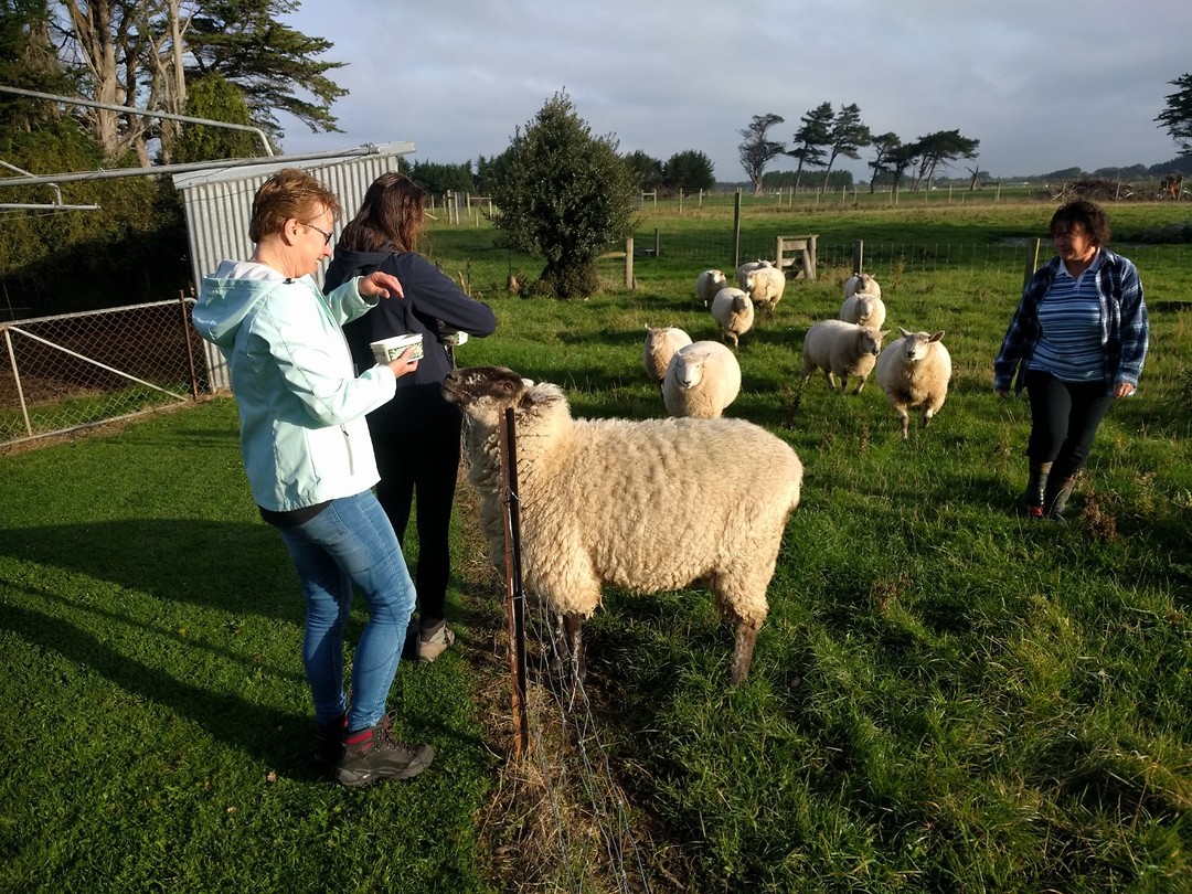 Schapen Els