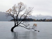 Wanaka tree