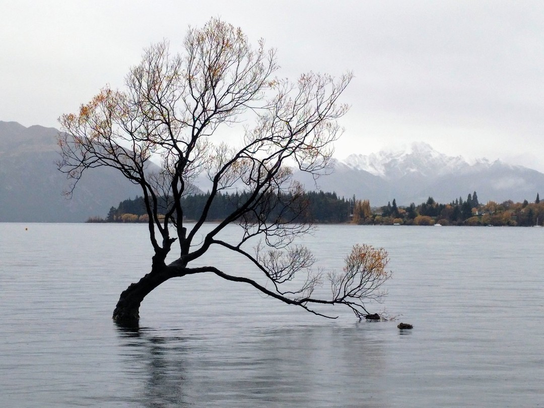 Wanaka tree