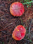 Paddestoelen
