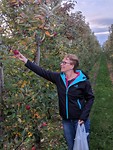Appels plukken