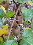 Kiwi's in de kiwiboomgaard