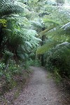 Queen Charlotte track