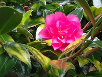 Camellia