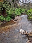 Kerosene creek
