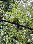 papagaai in het vogelpark