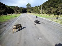 varkens steken de straat over