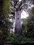 Tane Mahuta