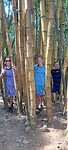 Big bamboo