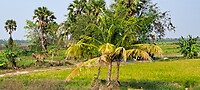 Landschap tussen Hua Hin en Bangkok