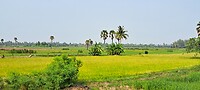 Landschap tussen Hua hin  en Bangkok