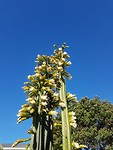IMG-20190110-WA0007