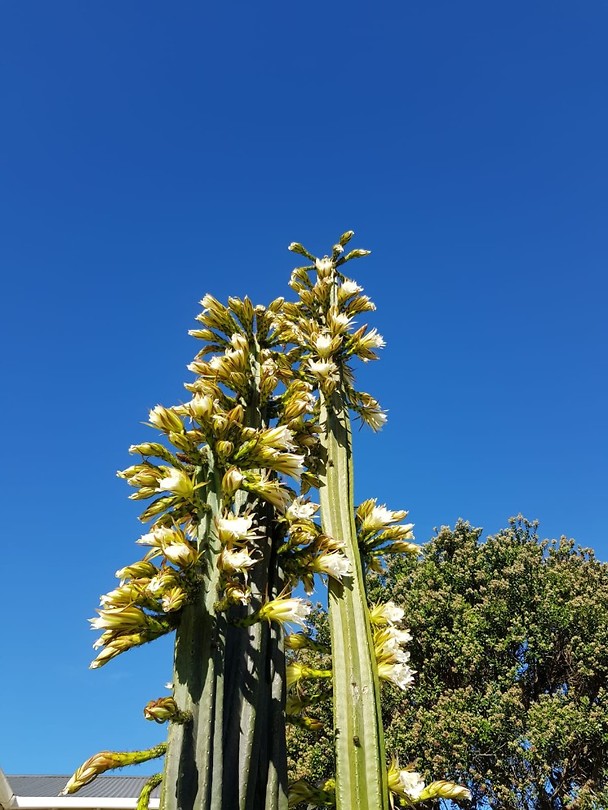 IMG-20190110-WA0007