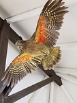Kea