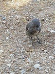 Black Robin