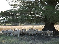 Eindelijk schapen voor de lens.