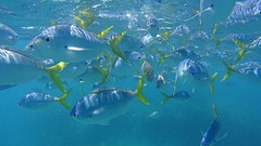 Snorkelen