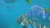 Snorkelen op Whitsunday