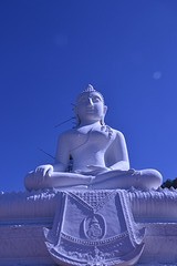 White budda