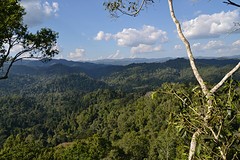 Gibbon Experience