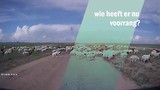 schapen op de A105