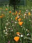 Bloemen