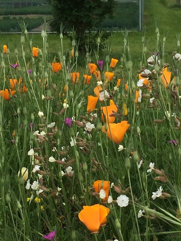Bloemen