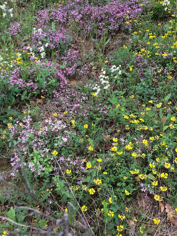 Nog meer bloemen.