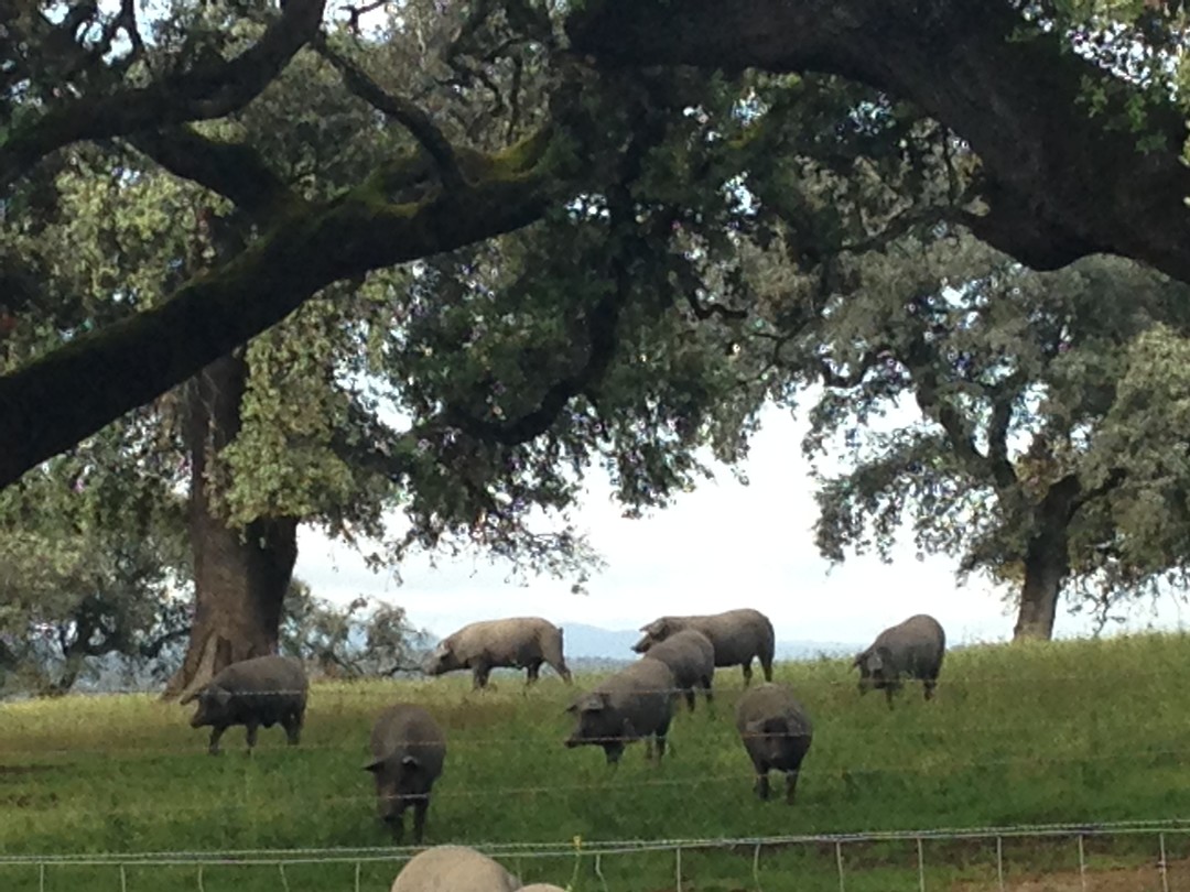 De Ibericovarkens.