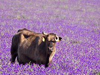 De bijna Milka koe