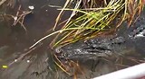 Alligators