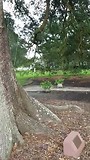 Nottoway plantation