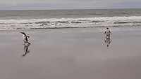 Strip 4