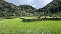 IMG_1799