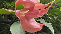 IMG_0062
