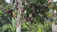 Cacaoboom