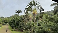 Waaierpalm voor de deur