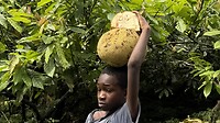 Jackfruit