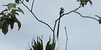 IMG_0554