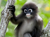 266px-Duskyleafmonkey1