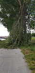 Het resultaat van de harde wind.