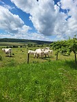 Veel witte koeien
