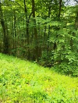 Groene weg in de Jura