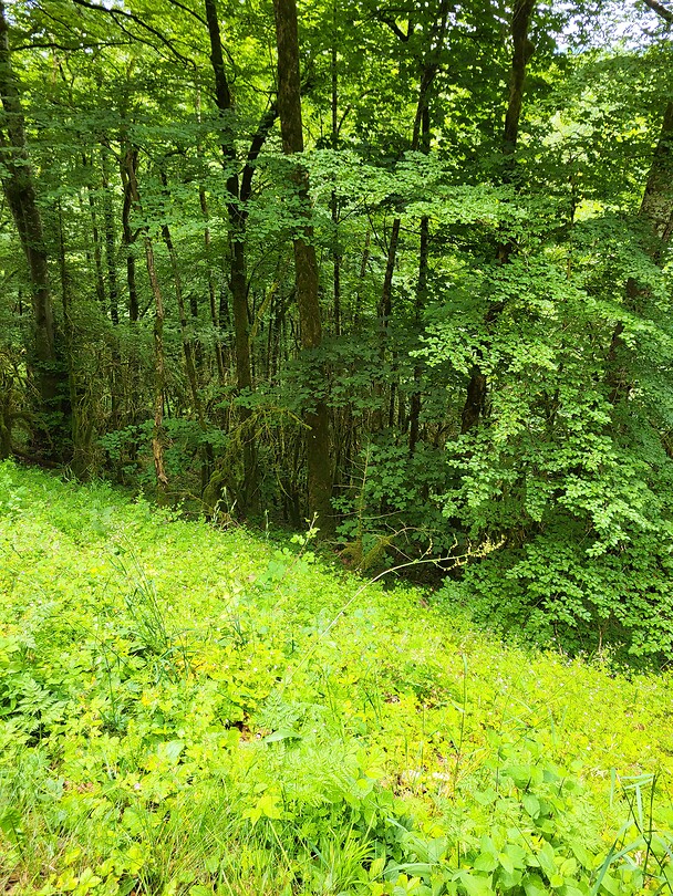 Groene weg in de Jura