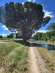 Prachtige bomen CdM