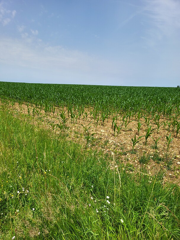 Eindeloze velden