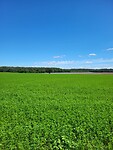 Veel landbouw weer