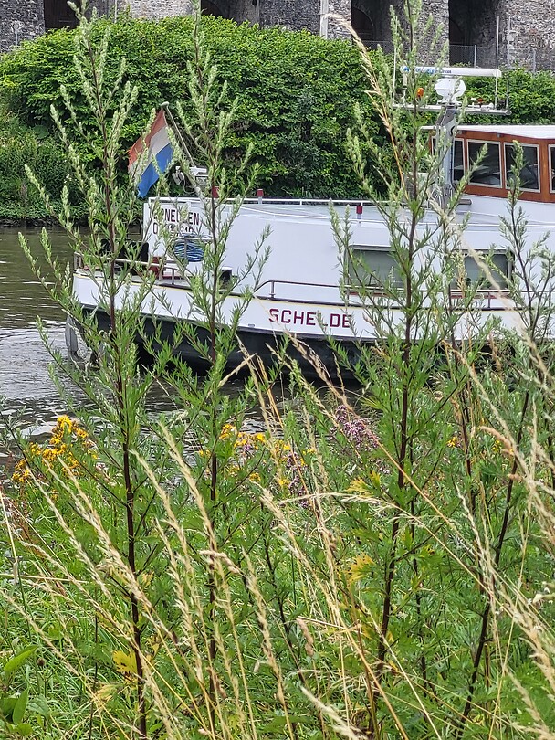 Schelde op de Schelde